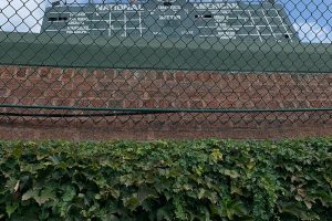 Ivy, with brick wall,  basket and scoreboard behind