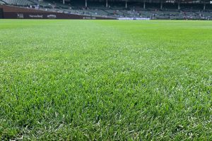 Grass in the outfield