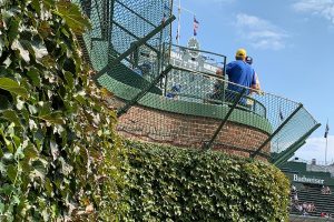 Ivy on wall and fans in the stands