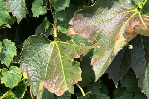 Closeup of ivy starting fall colors