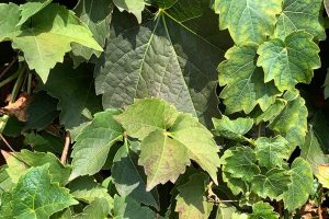 Closeup of ivy