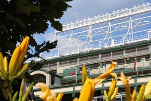 flowers with Wrigley Field in background